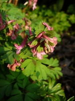 P1130347.webp