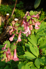 P1130348.webp
