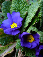 P1130367.webp