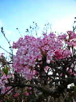 P1130356.webp