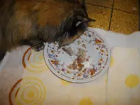 IMGP4725.webp