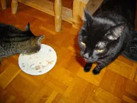 IMGP3548.webp