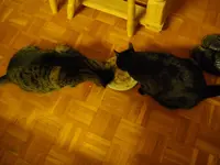 IMGP3544.webp