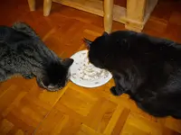 IMGP3546.webp