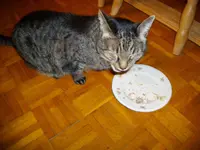 IMGP3547.webp