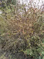 IMG_20170319_104431.webp