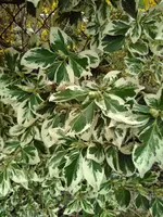 IMG_20170324_094531.webp