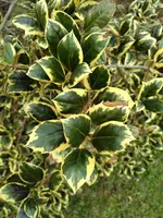 IMG_20170324_094525.webp