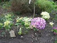 IMG_7690.JPG