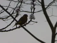 P1290977.webp