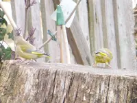 P1300020.webp