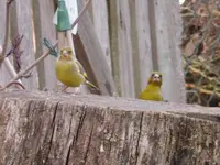 P1300035.webp