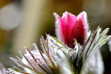 2017-03-22-0885.jpg
