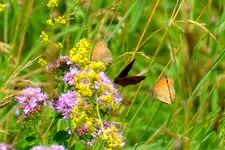 Sommerbewegung_0002.webp