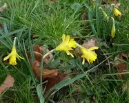 Narzisse 01 500.webp