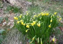 Narzisse 02 500.webp