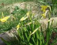 Narzisse 04 500.webp