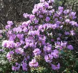 Narzisse 06 500.webp