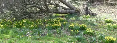 Narzisse 03 1200.webp