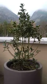 Ilex weibl..webp