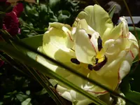 P1010317.webp
