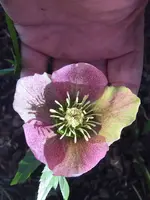 Helleborus 2017-03-25 at 17.44.03.jpeg