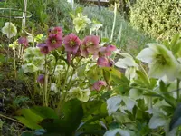 Christrose gesamt.webp