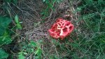 pilz 1.jpg