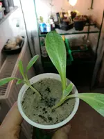 IMG_20170326_133917.webp