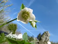 P1000411.webp