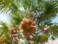 P1000416.webp