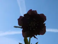P1000420.webp