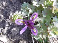 P1000425.webp