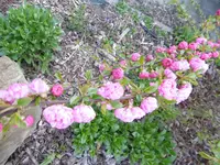 P1000434.webp