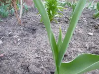 P1000435.webp