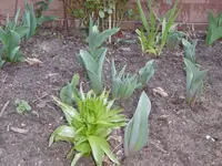 P1000436.webp