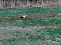 P1000320.webp