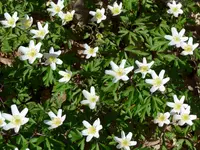 P1000330.webp