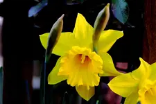 G-0935.webp