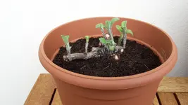 salbei_umgetopft.webp