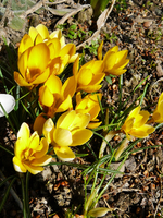 P1130370.webp
