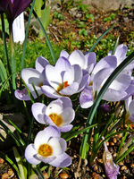 P1130373.webp