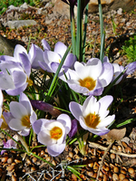 P1130374.webp