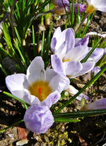 P1130378.webp
