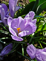 P1130386.webp