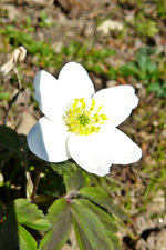 P1130371.webp