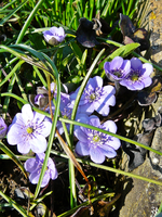 P1130383.webp