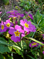 P1130389.webp