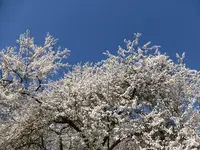 P1040810.webp
