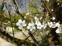 P1040814.webp